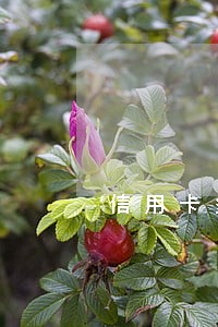信用卡多项未逾期 信用卡多项未逾期