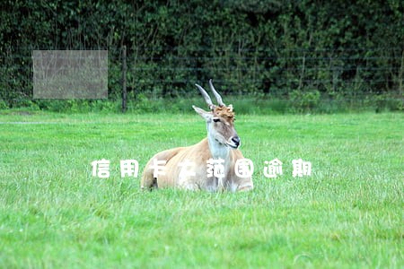 信用卡大范围逾期