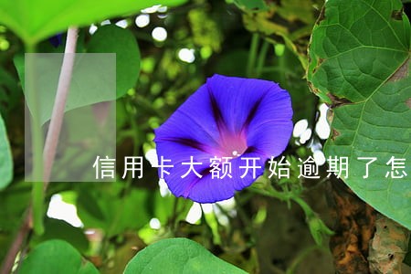 信用卡大额开始逾期了怎么办贴吧 信用卡大额开始逾期了怎么办贴吧