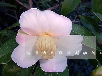 信用卡大额逾期如何补救