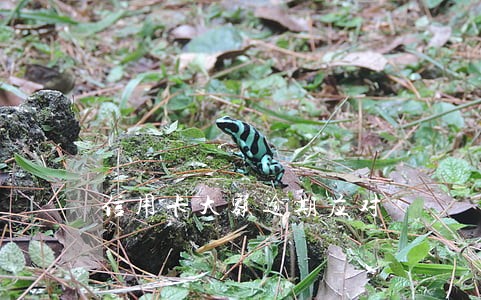 信用卡大额逾期应对