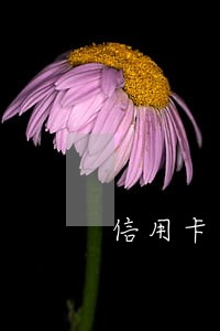 信用卡大额逾期怎么上岸