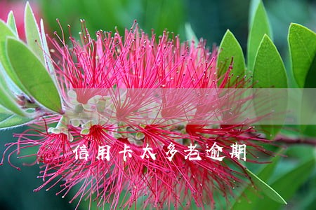 信用卡太多老逾期 信用卡太多老逾期