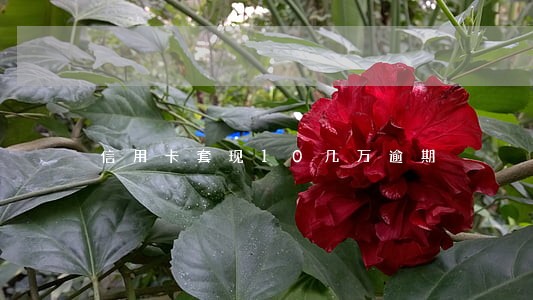 信用卡套现10几万逾期