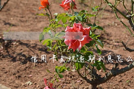 信用卡套现逾期利息怎么算的 信用卡套现逾期利息怎么算的