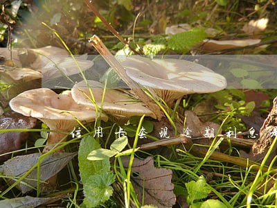 信用卡套现逾期利息是好多 信用卡套现逾期利息是好多