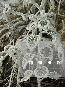 信用卡好几张逾期怎么办呢