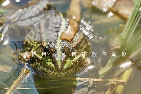 信用卡如何还款不逾期 信用卡如何还款不逾期