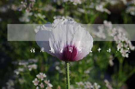 信用卡官司可以申请只还本金吗 信用卡官司可以申请只还本金吗