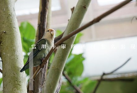 信用卡审核通过怎么出现逾期 信用卡审核通过怎么出现逾期