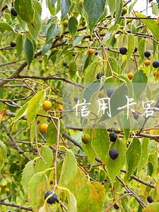信用卡客服打电话来逾期 信用卡客服打电话来逾期