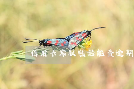 信用卡客服电话能查逾期吗 信用卡客服电话能查逾期吗
