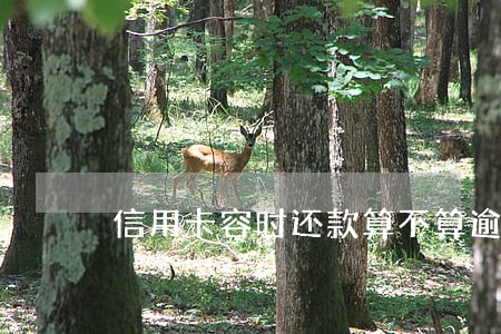 信用卡容时还款算不算逾期 信用卡容时还款算不算逾期