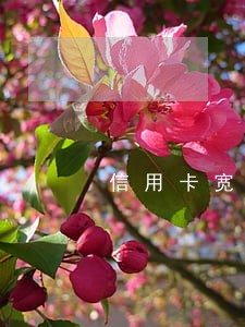 信用卡宽松期还款算逾期吗 信用卡宽松期还款算逾期吗