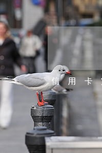 信用卡宽限期内逾期降额吗 信用卡宽限期内逾期降额吗