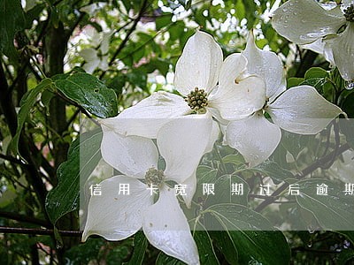 信用卡宽限期过后逾期半小时