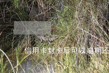 信用卡封卡后可以逾期还吗 信用卡封卡后可以逾期还吗