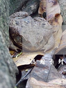 信用卡封卡后逾期两个月后果 信用卡封卡后逾期两个月后果