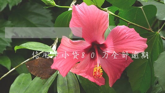 信用卡小贷80万全部逾期 信用卡小贷80万全部逾期