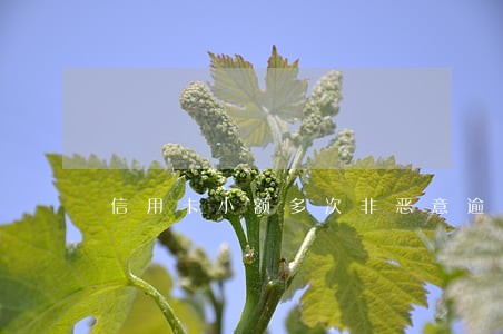 信用卡小额多次非恶意逾期 信用卡小额多次非恶意逾期