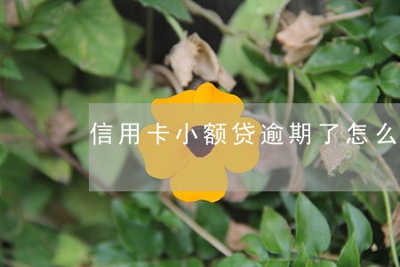 信用卡小额贷逾期了怎么办 信用卡小额贷逾期了怎么办