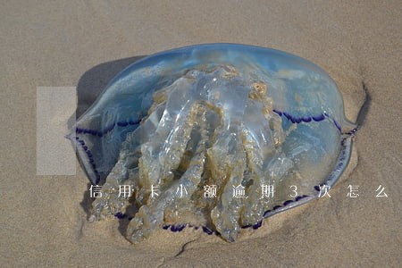 信用卡小额逾期3次怎么办 信用卡小额逾期3次怎么办