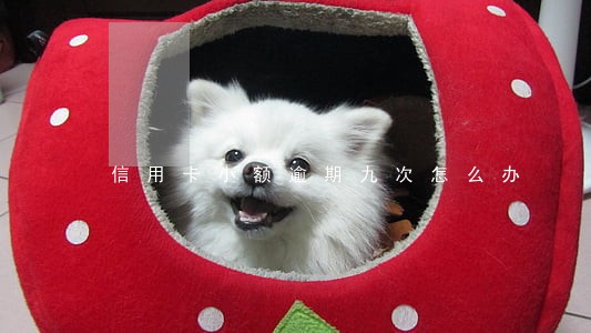 信用卡小额逾期九次怎么办 信用卡小额逾期九次怎么办