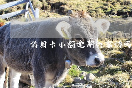 信用卡小额逾期会家访吗 信用卡小额逾期会家访吗