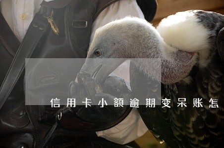 信用卡小额逾期变呆账怎么办 信用卡小额逾期变呆账怎么办