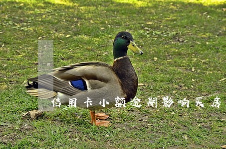 信用卡小额逾期影响买房吗 信用卡小额逾期影响买房吗