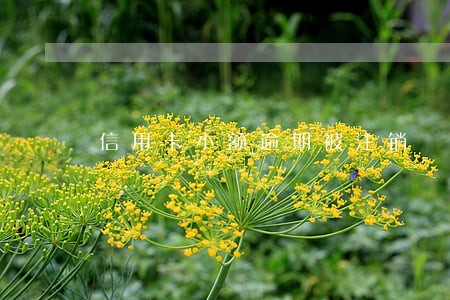 信用卡小额逾期被注销 信用卡小额逾期被注销