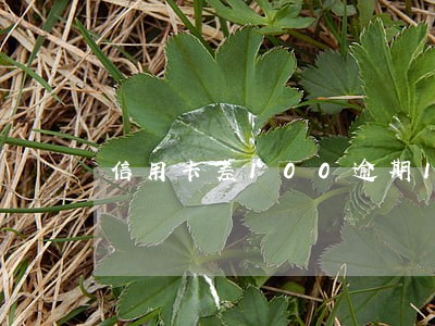 信用卡差100逾期1个月 信用卡差100逾期1个月