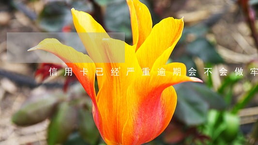 信用卡已经严重逾期会不会做牢 信用卡已经严重逾期会不会做牢