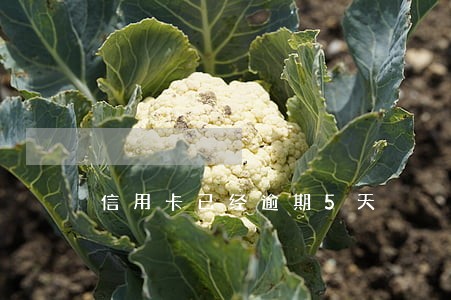 信用卡已经逾期5天 信用卡已经逾期5天