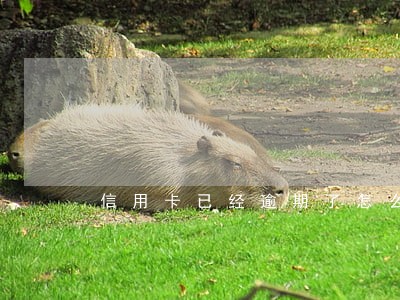 信用卡已经逾期了怎么办理 信用卡已经逾期了怎么办理