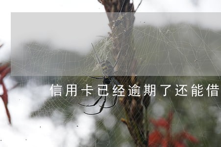 信用卡已经逾期了还能借钱吗