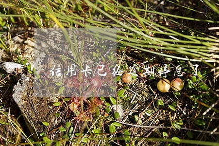 信用卡已经逾期停息了 信用卡已经逾期停息了