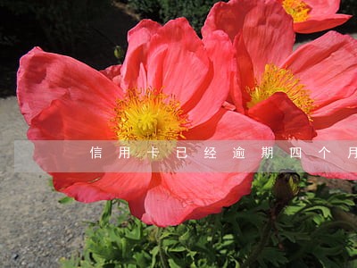 信用卡已经逾期四个月了 信用卡已经逾期四个月了