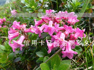 信用卡已经逾期多久会影征信 信用卡已经逾期多久会影征信