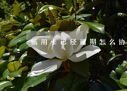信用卡已经逾期怎么协商还款 信用卡已经逾期怎么协商还款