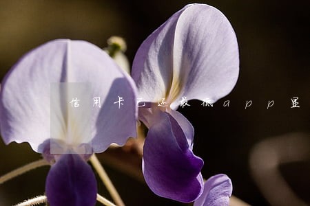 信用卡已还最低app显示逾期