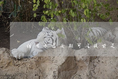 信用卡已逾期可以提前还款吗 信用卡已逾期可以提前还款吗