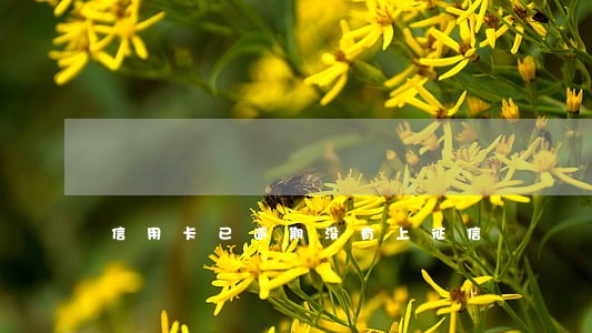 信用卡已逾期没有上征信 信用卡已逾期没有上征信
