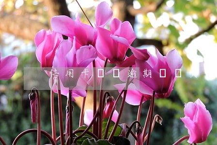 信用卡帳單逾期幾個月停卡 信用卡帳單逾期幾個月停卡