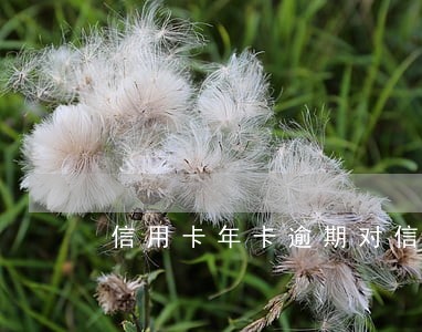 信用卡年卡逾期对信用有影响吗 信用卡年卡逾期对信用有影响吗