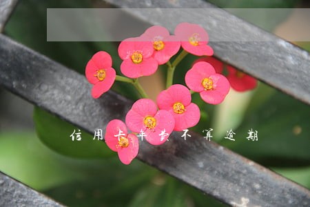 信用卡年费不算逾期