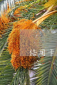 信用卡年费产生逾期呆账