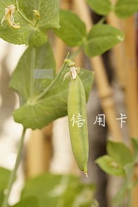 信用卡年费引起的逾期 信用卡年费引起的逾期