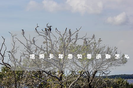 信用卡年费欠费逾期怎么算