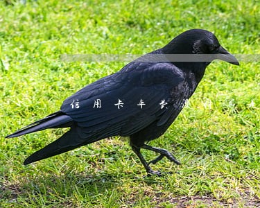 信用卡年费没付算是逾期吗 信用卡年费没付算是逾期吗
